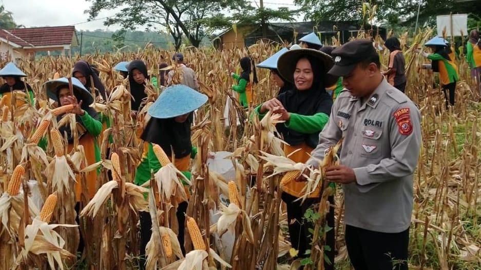 Polsek Cisaga dan Petani Sauyunan Panen Jagung, Dukung Program Asta Cita Bidang Ketahanan Pangan