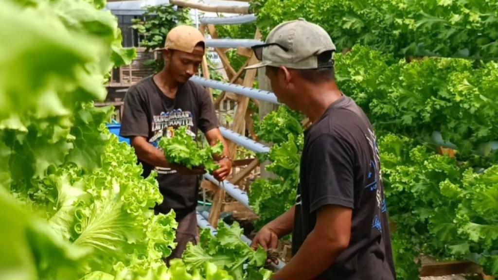 Pasok Selada ke Dapur MBG, Petani Muda di Padaherang Pangandaran Raih Omzet Rp20 Juta Sebulan