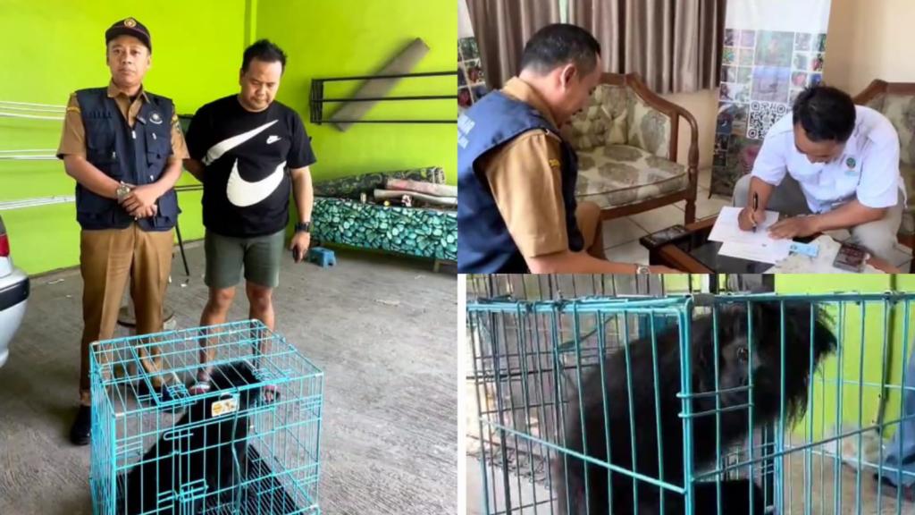 Sempat Dikira Muka Manusia, Lutung Jawa Dilindungi Ditemukan Warga di Perbatasan Tasikmalaya dan Diserahkan ke BKSDA