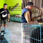 Sempat Dikira Muka Manusia, Lutung Jawa Dilindungi Ditemukan Warga di Perbatasan Tasikmalaya dan Diserahkan ke BKSDA