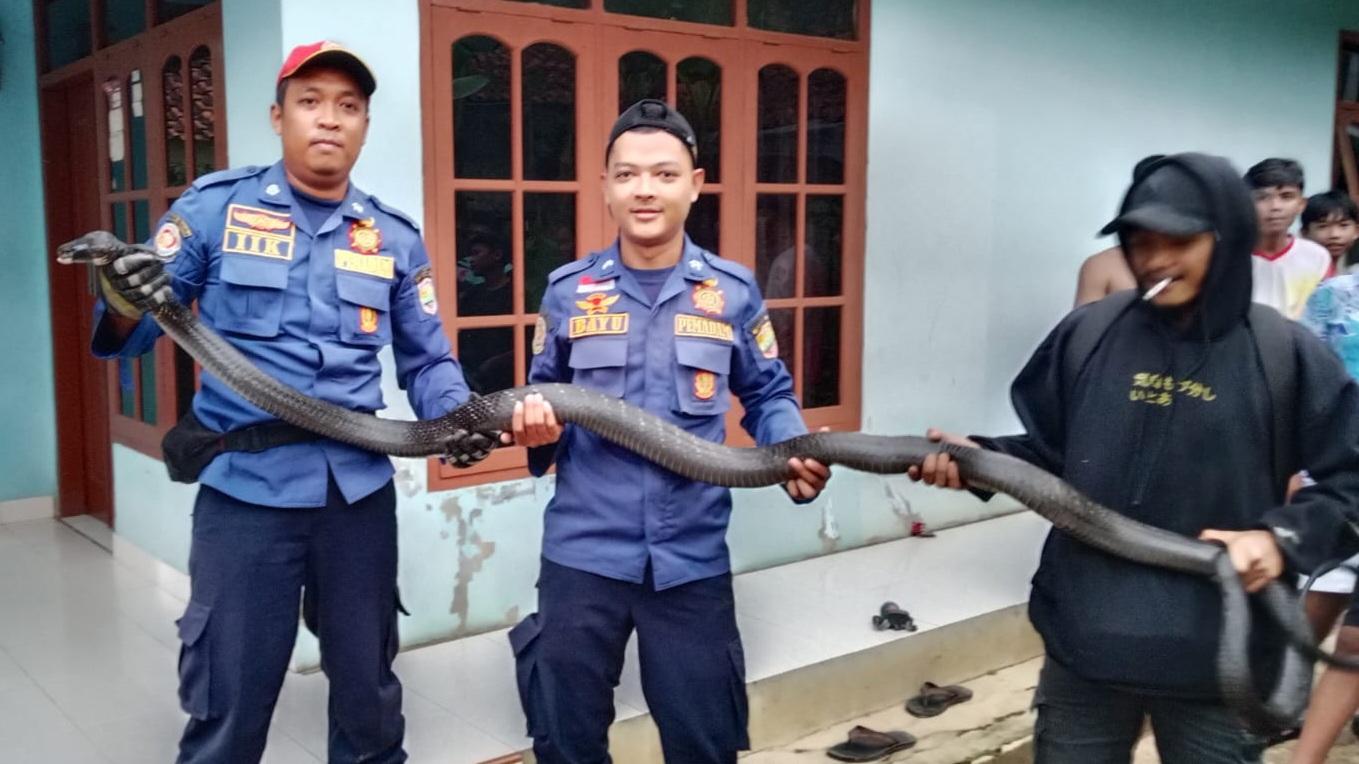 Ular King Kobra Sepanjang 3,5 Meter Gegerkan Warga Benteng Ciamis, Bersembunyi di Bawah Rak Piring
