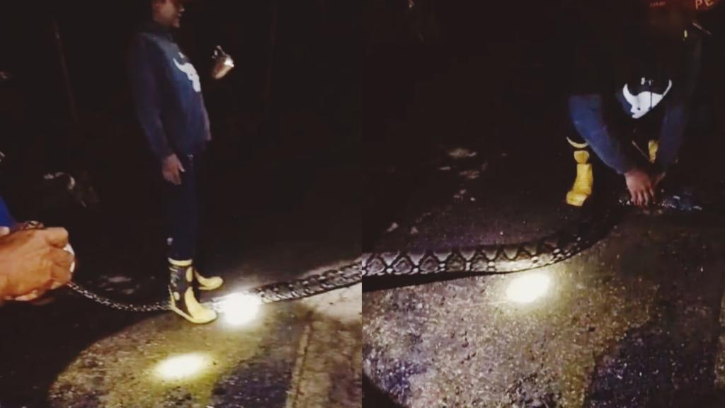 Warga Kawali Ciamis Kaget Ada Ular Sanca Sepanjang 3 Meter Meringkuk di Kandang Kambingnya