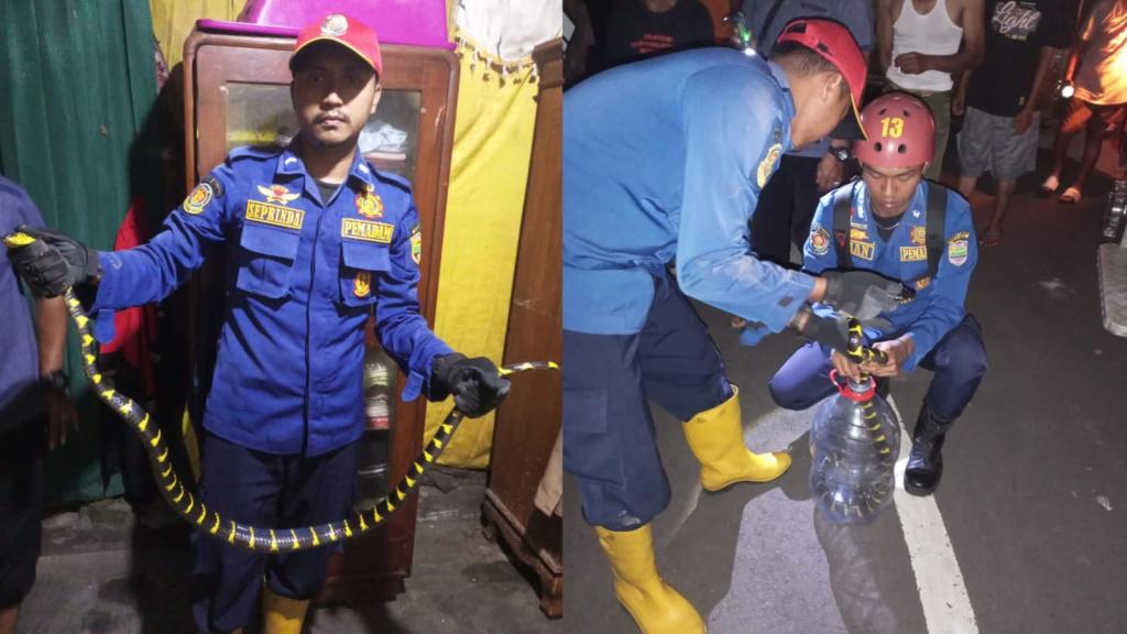 Ular Weling 1,5 Meter Gegerkan Warga Panyingkiran Ciamis, Bersembunyi di Balik Lemari Rumah