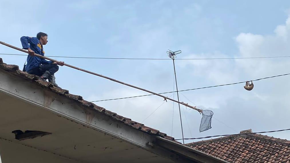 Warga Temukan Kukang di Kabel SUTR Banjarsari, Damkar Ciamis Lakukan Evakuasi