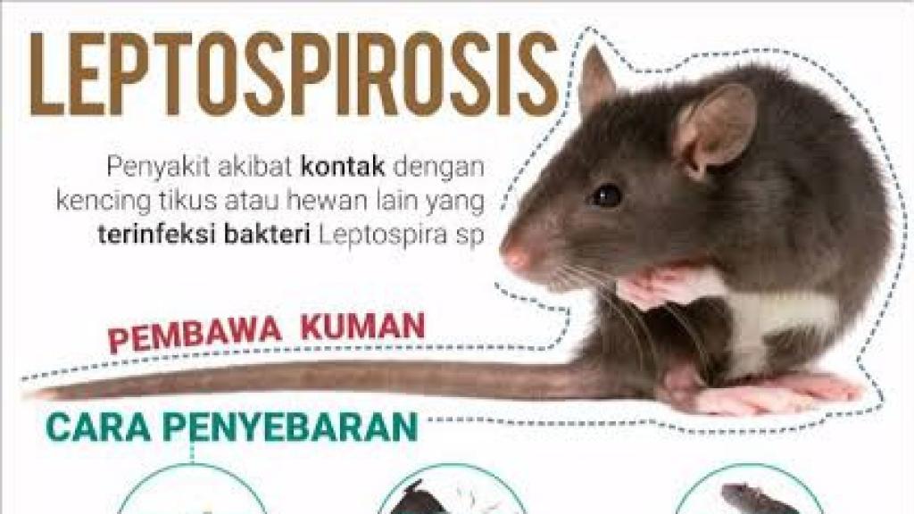 Waspada Leptospirosis di Ciamis, Dua Kasus Ditemukan dalam Enam Bulan Terakhir