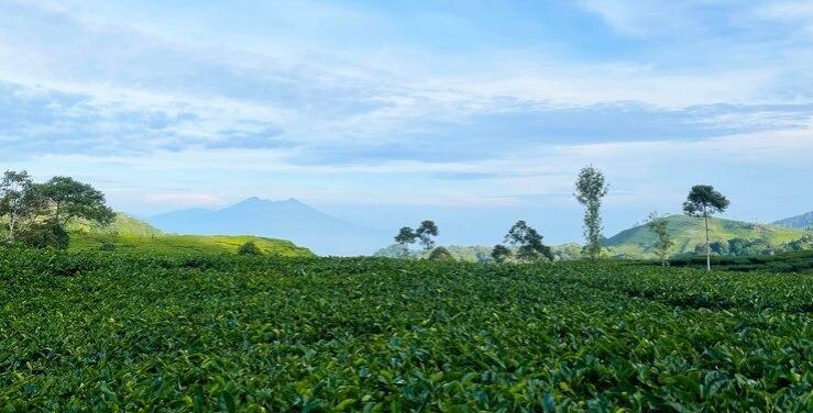 Prakiraan Cuaca Kota Tasikmalaya Hari Ini Senin 12 Agustus 2024, Siang Hari Berawan