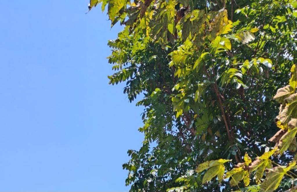 Prakiraan Cuaca Kabupaten Ciamis Hari Ini, Minggu 17 Agustus 2025