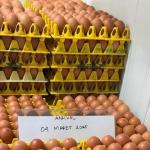 WMU Siap Jadi Produsen Telur Cage-Free Terbesar di Asia Tenggara, Targetkan Kapasitas 500 Ribu Ekor pada 2027